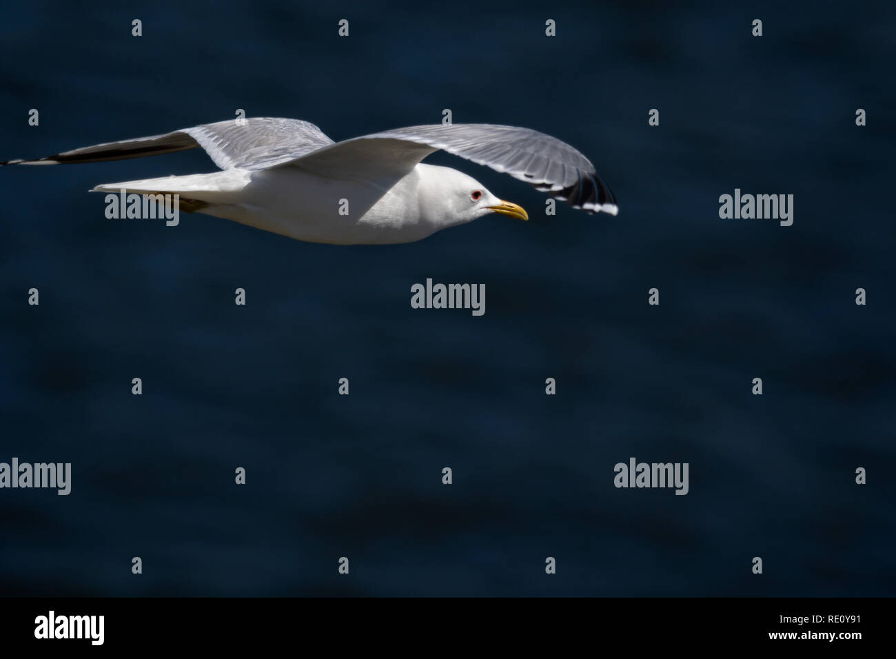 common gull - seagull flying gracefully Stock Photo