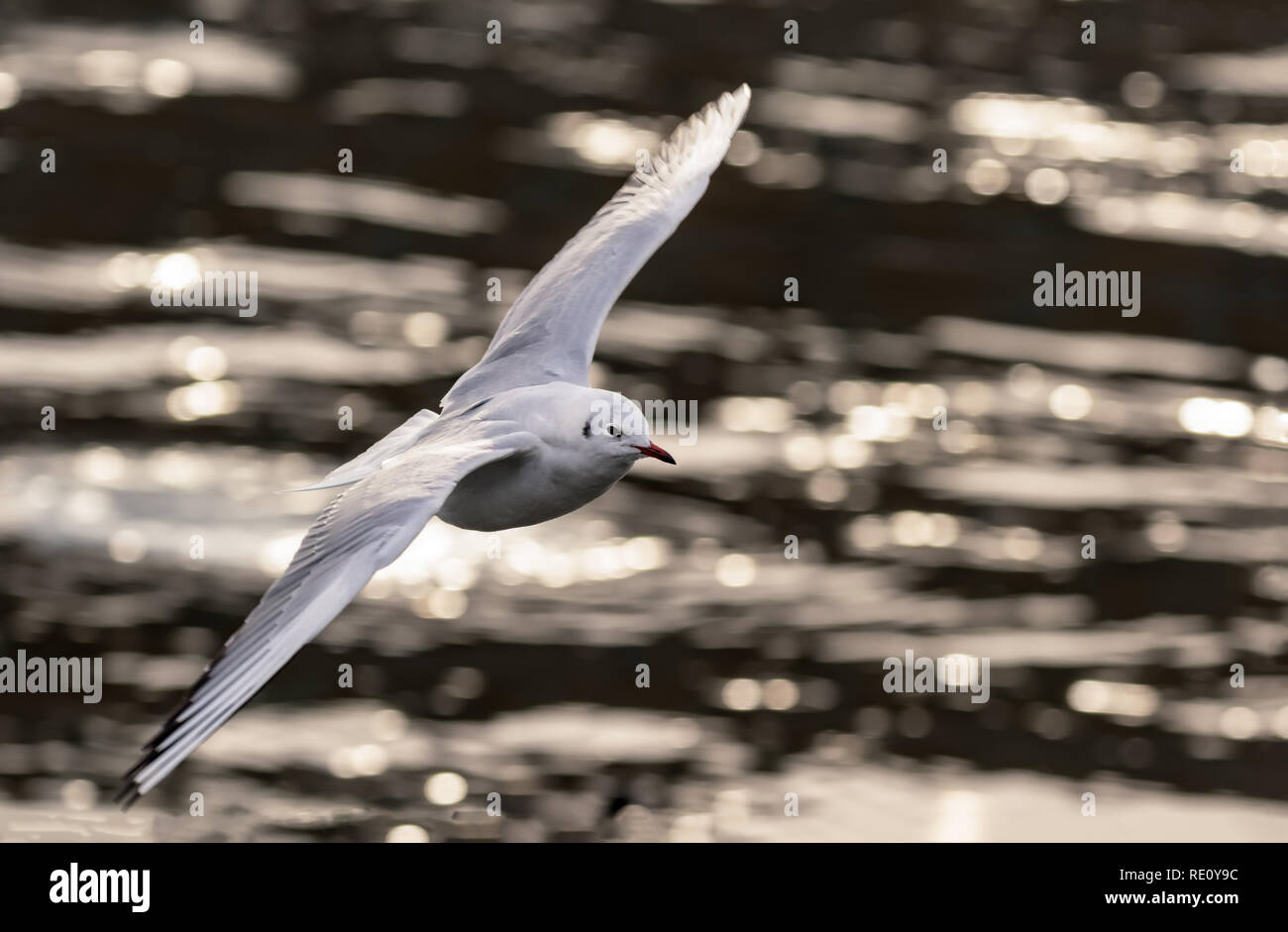 black-headed gull in mid air Stock Photo