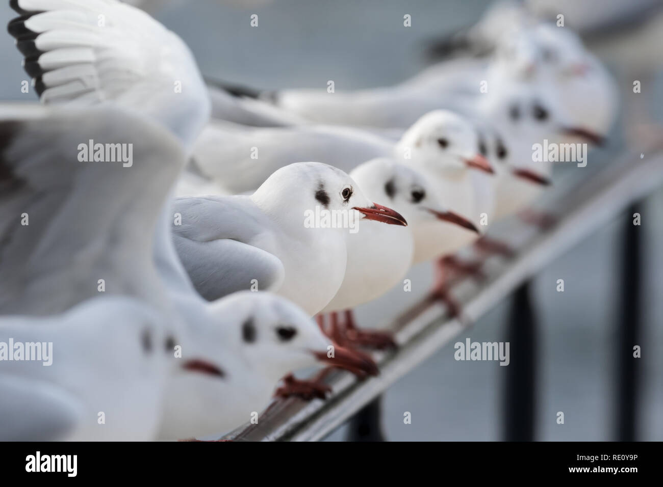 group of black-headed gull in winter Stock Photo