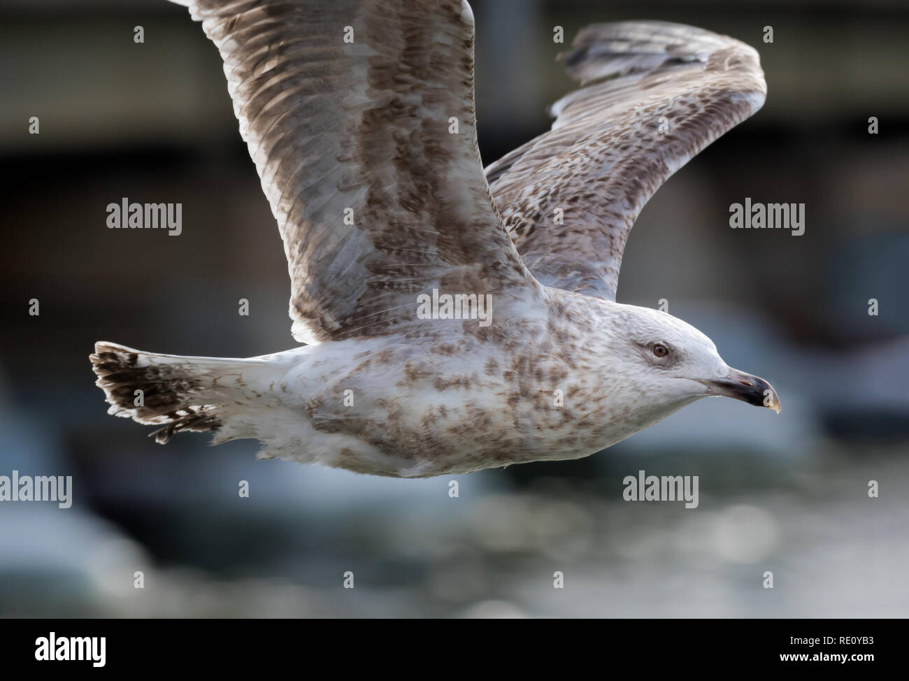 seagull - herring gull in flight Stock Photo