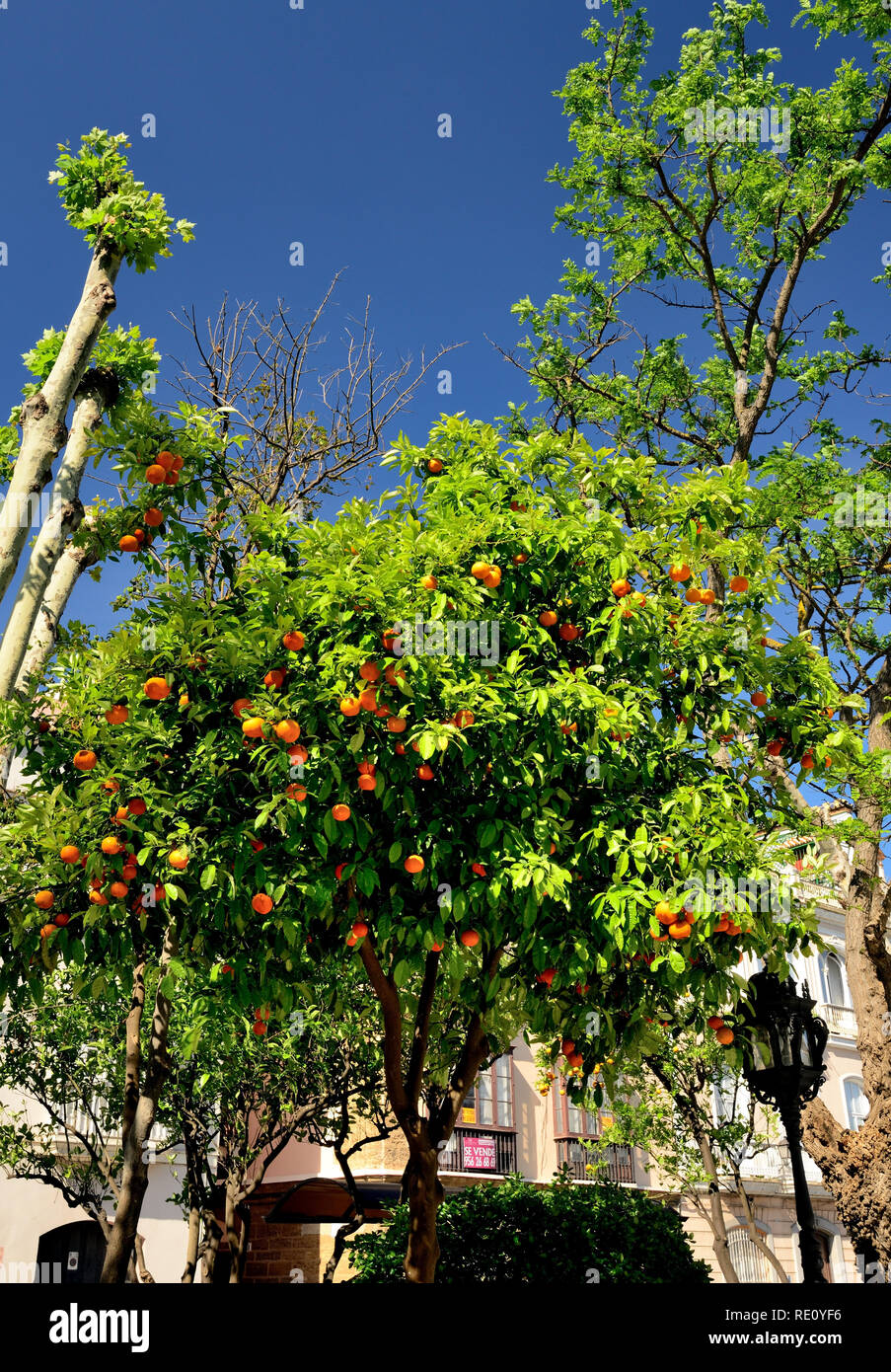 Orange trees growing at the roadside in Cadiz. Stock Photo