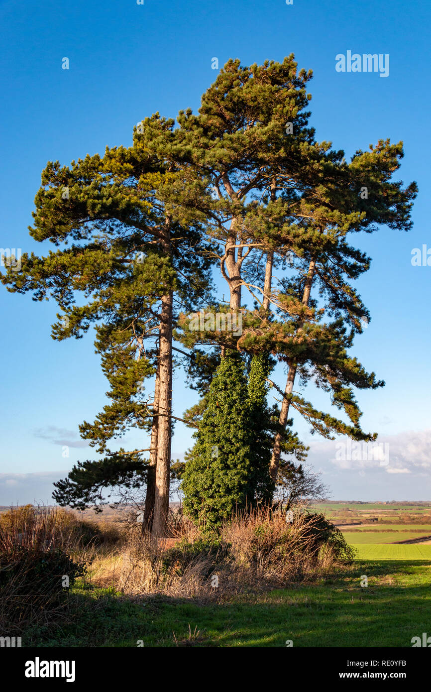 Clump of Trees Stock Photo