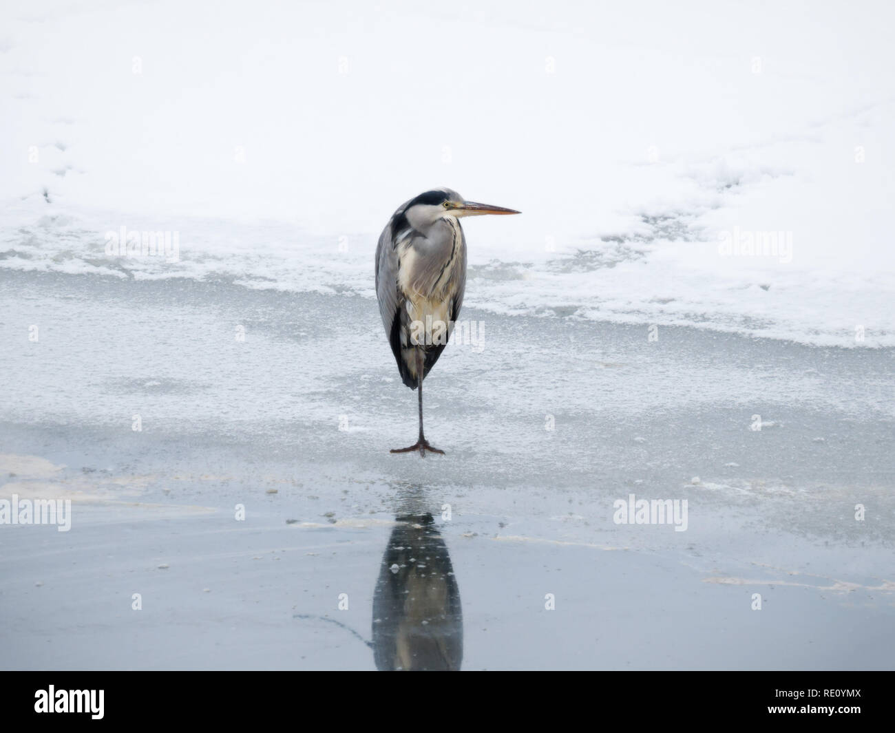 Grey heron standing motionless on frozen lake Stock Photo