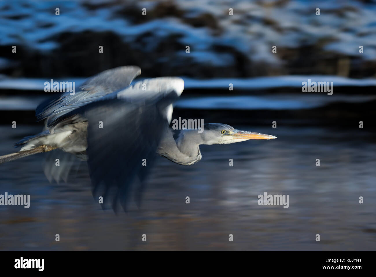 young grey heron flying over open river in winter Stock Photo