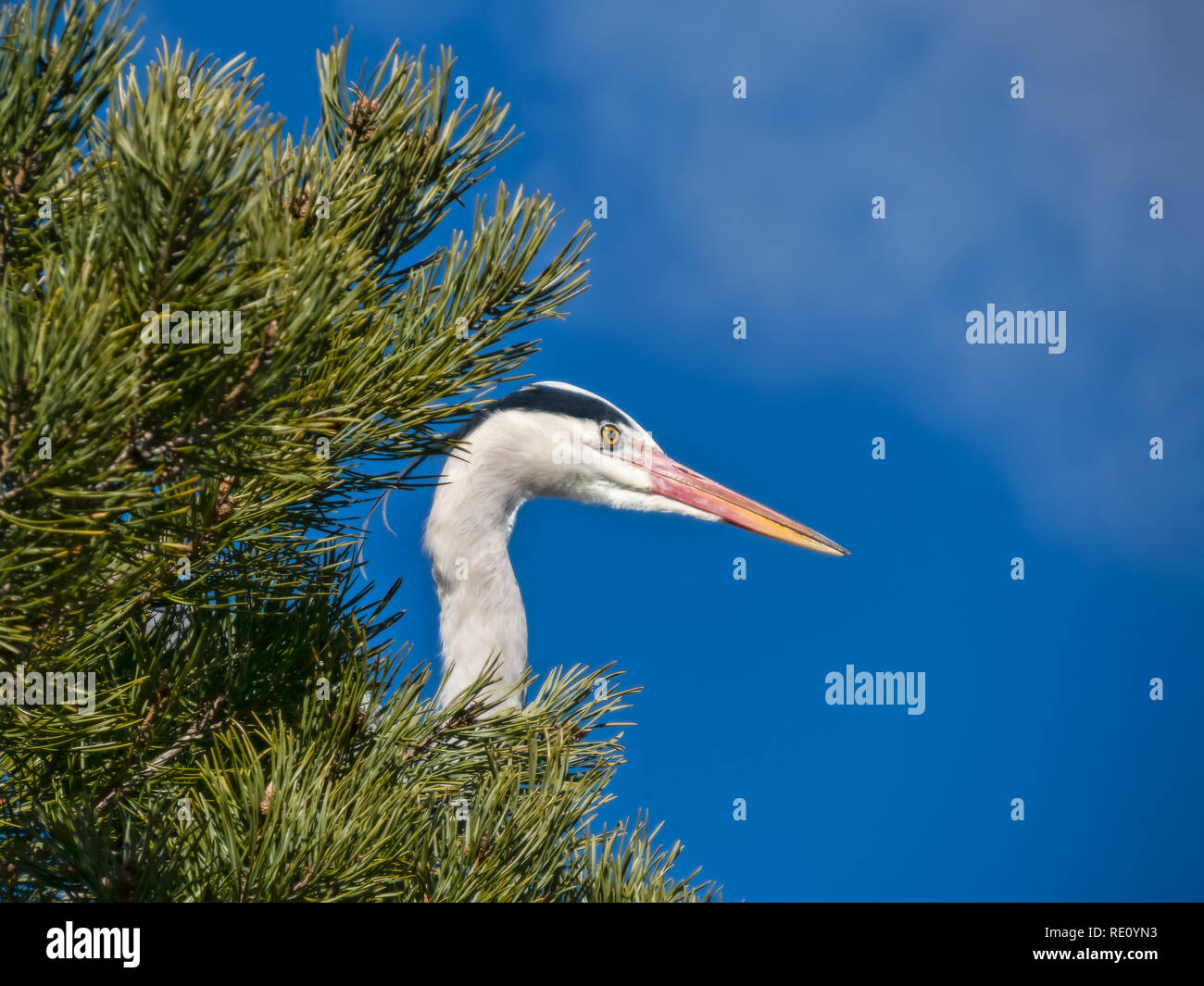 Grey heron gazing from a pine tree Stock Photo