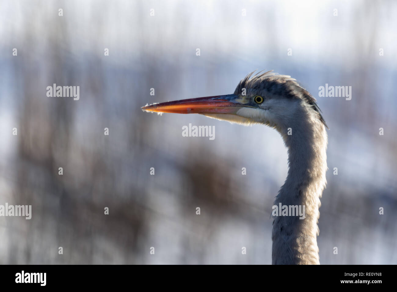 close-up portrait of young grey heron Stock Photo