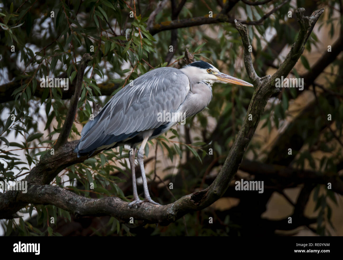 Grey heron hunting for food in winter Stock Photo