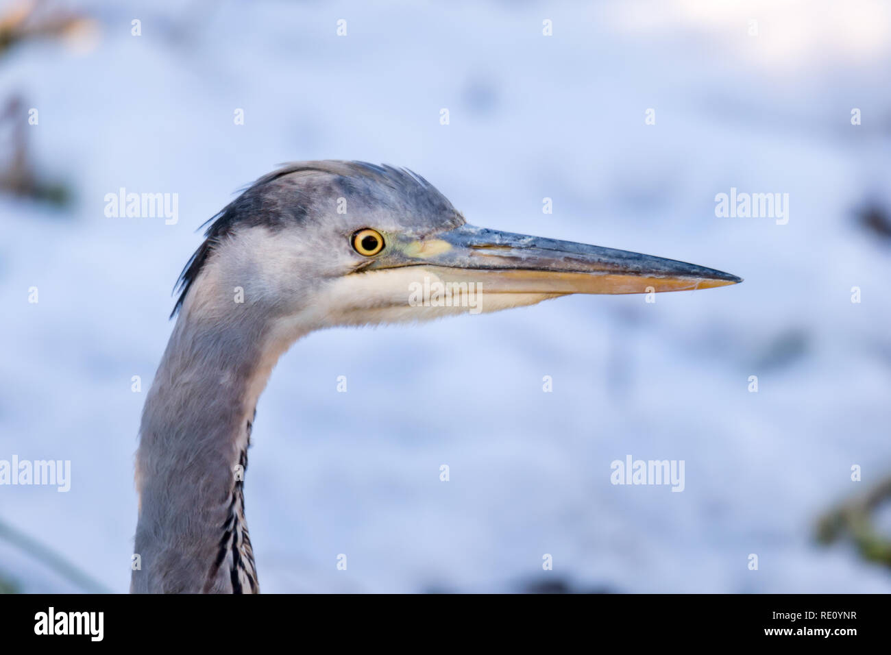 Grey heron close up portrait of young bird Stock Photo