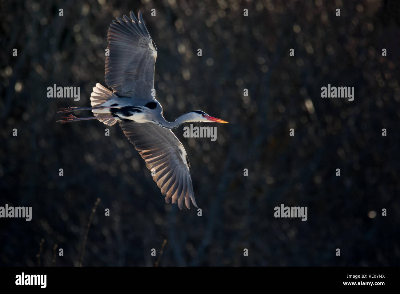 adult grey heron in flight in spring Stock Photo