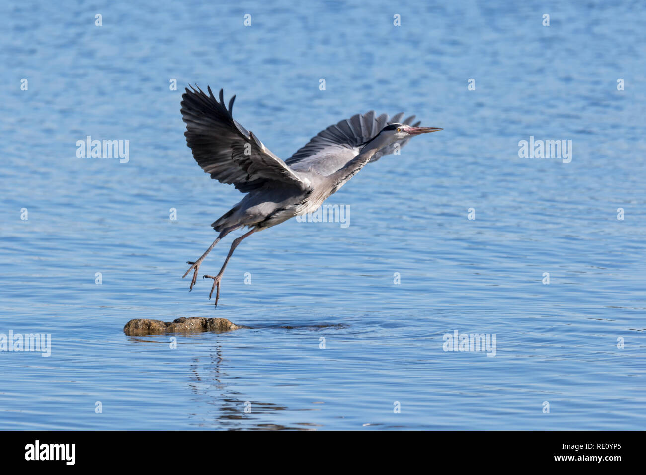 adult grey heron in flight in spring Stock Photo