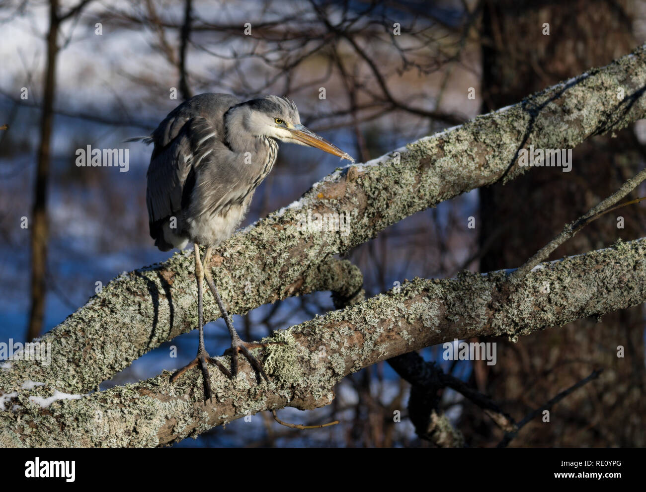 Grey heron hunting for food in winter Stock Photo