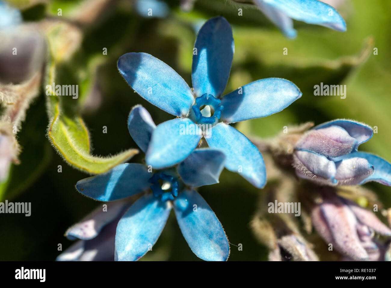 Blue Milkweed, Oxypetalum coeruleum Stock Photo