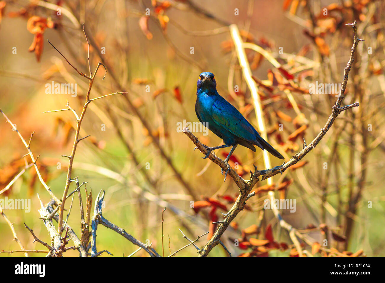 Blue Cape starling on a tree in Kruger National Park, South Africa. Red-shouldered glossy-starling or Cape glossy starling. Lamprotornis nitens species. Stock Photo