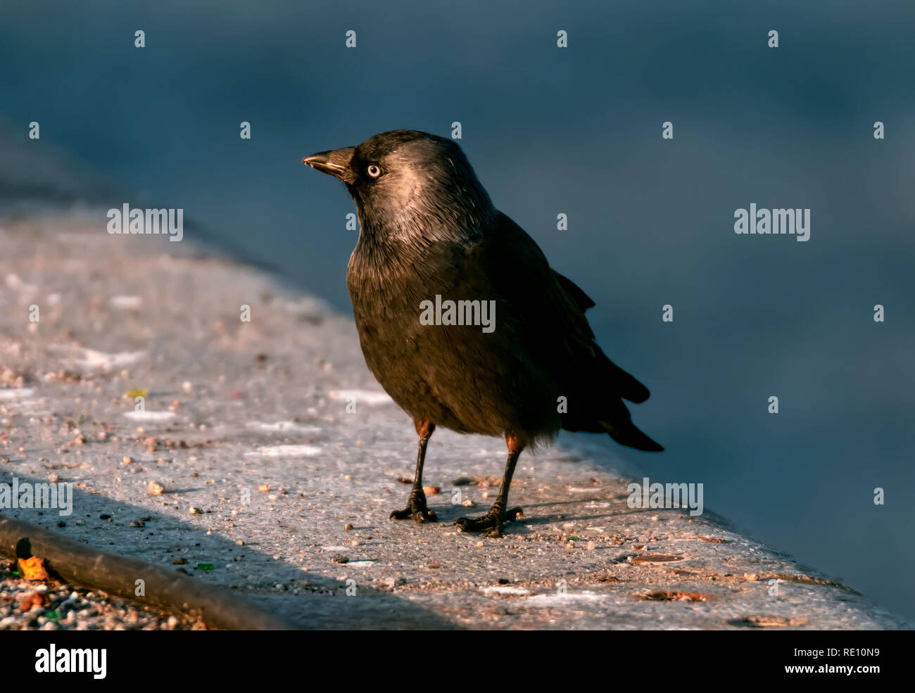 jackdaw looking for food in winter light Stock Photo