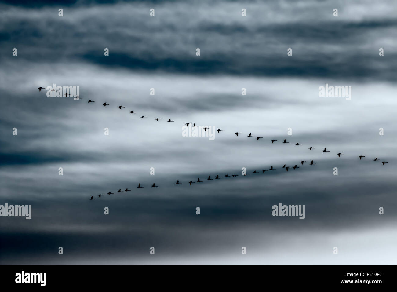 flock of whooper swans against a dramatic evening sky Stock Photo