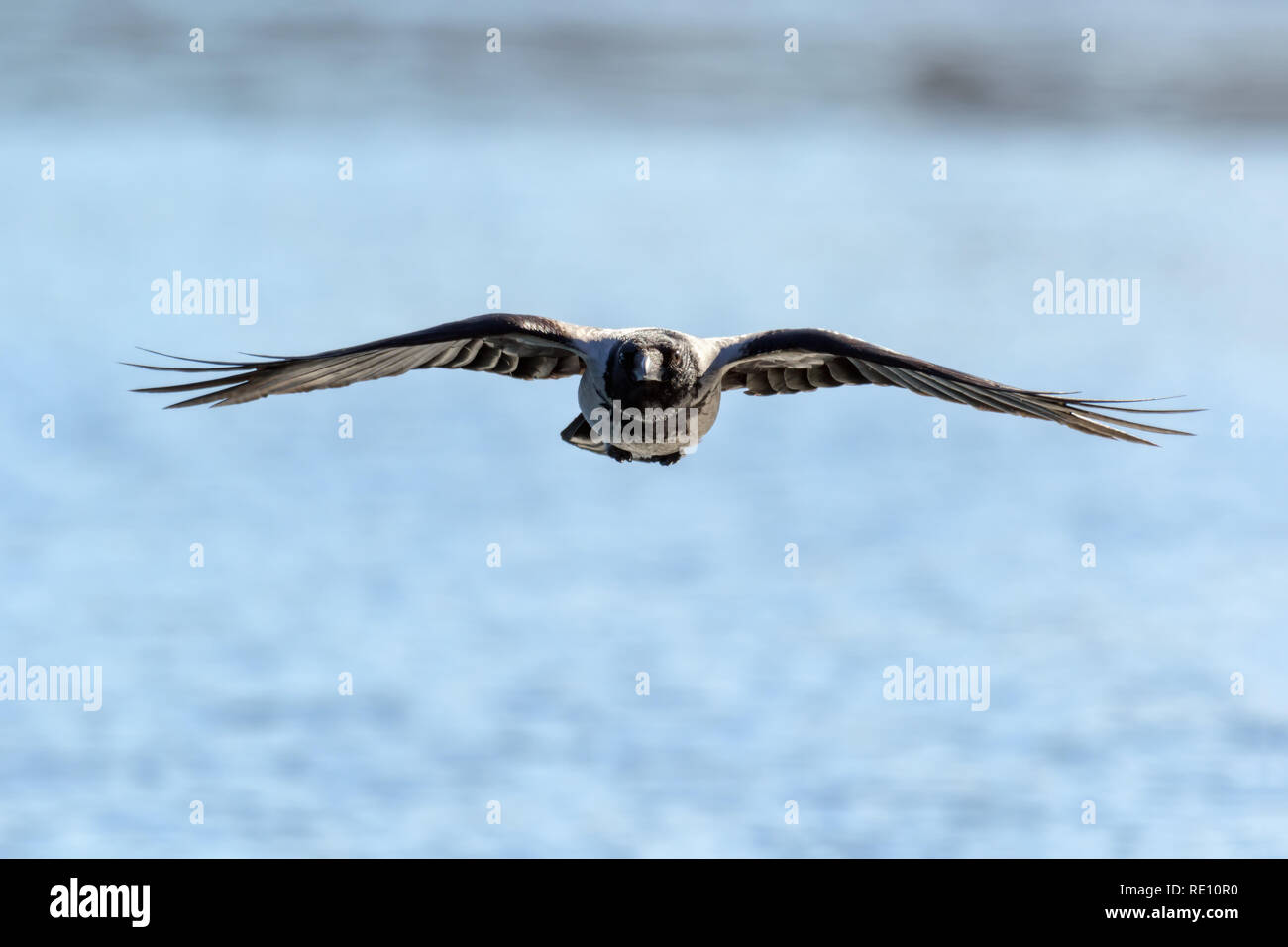 a crow flying over water in summer Stock Photo