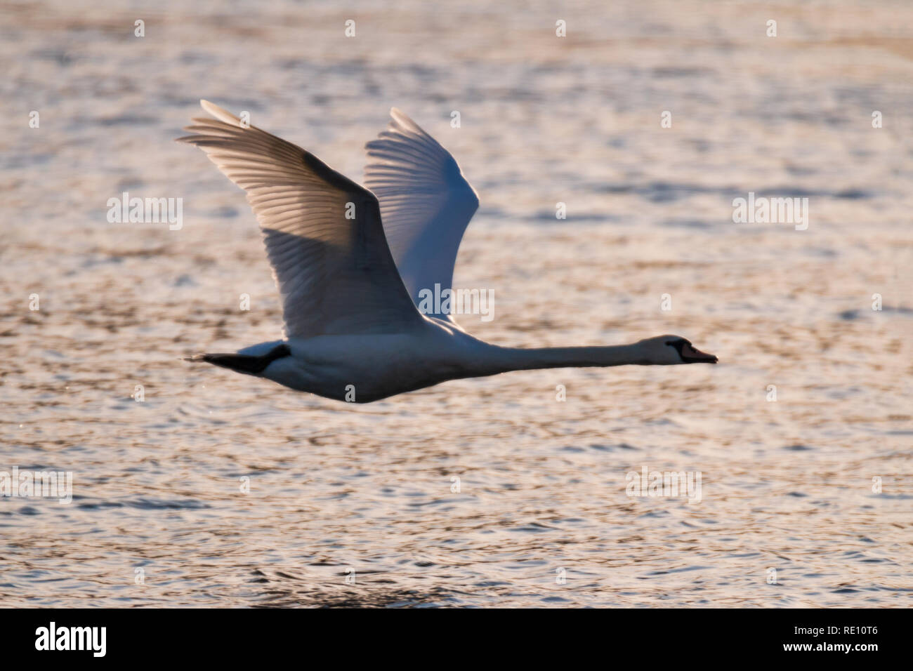 swan flying over water on a winter day Stock Photo