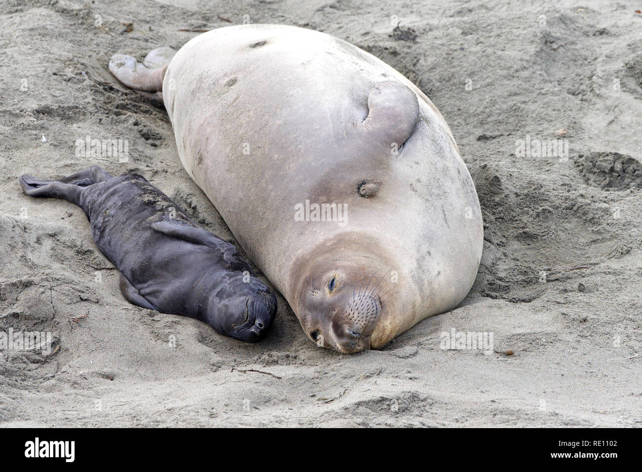 Mother and newborn baby elephant seals laying side by side. Mom knows her pup by their scent. Mother and pup stay together for about a month, the moth Stock Photo