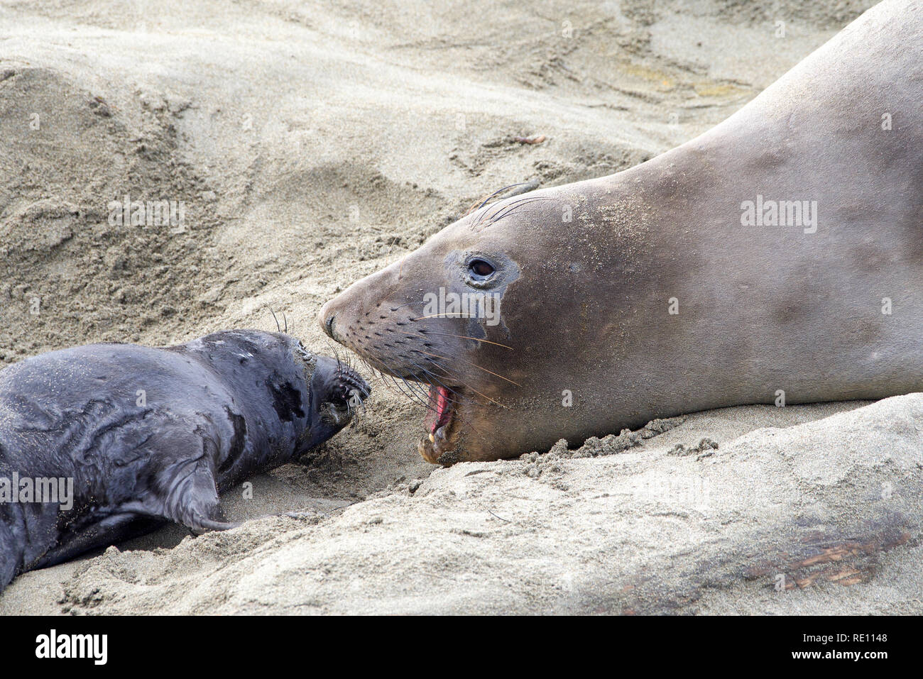 Mother and newborn baby elephant seals facing, mom vocalizing. Mom knows her pup by their scent. Mother and pup stay together for about a month, the m Stock Photo