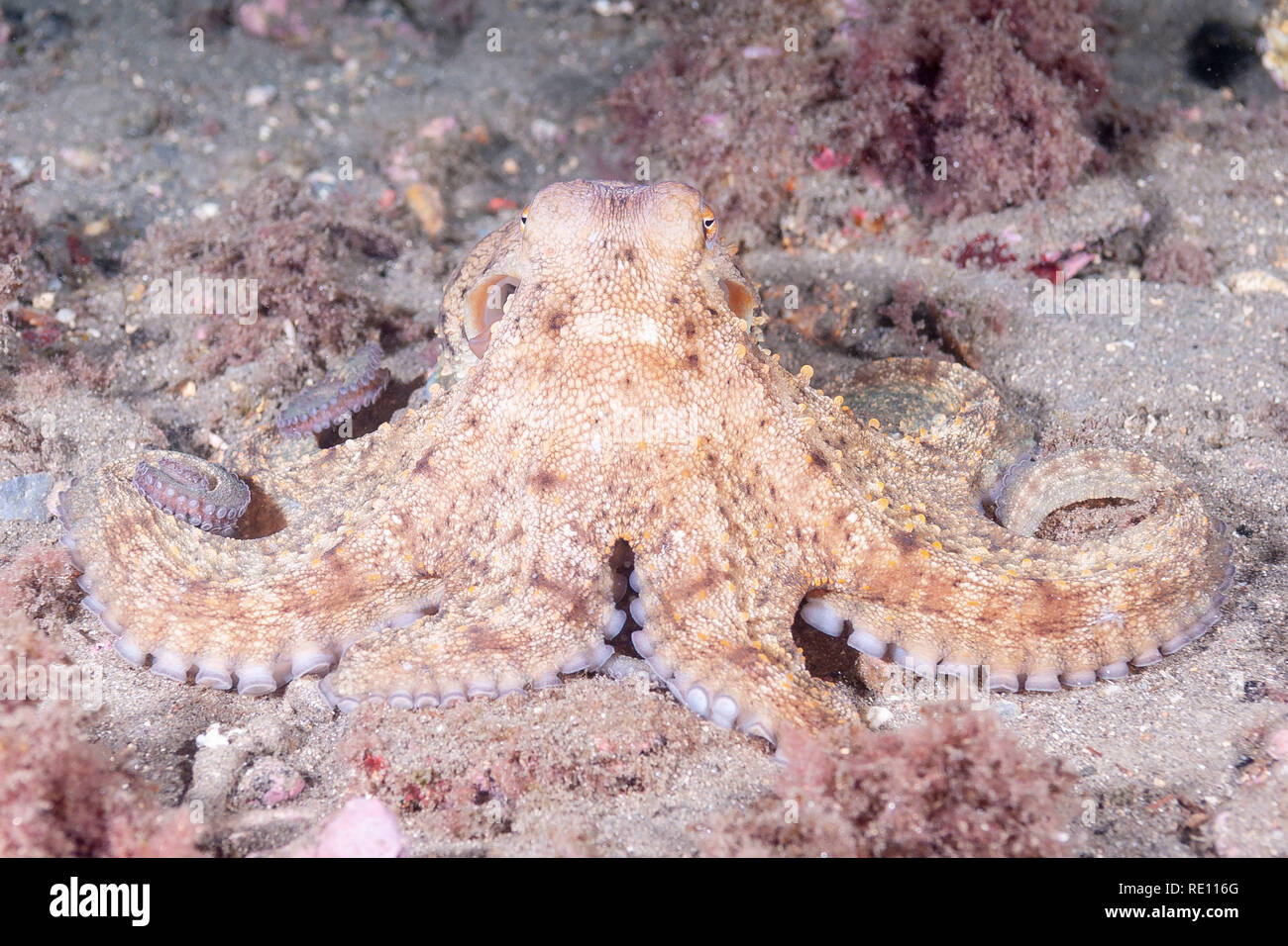 Common octopus. Octopus vulgaris Stock Photo - Alamy