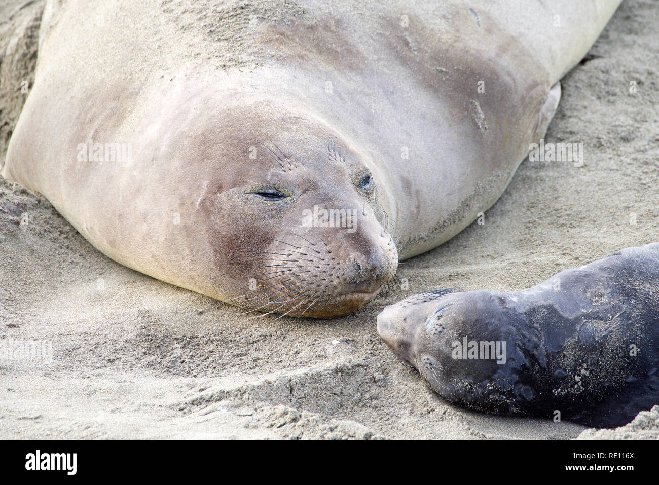 Mother and newborn baby elephant seals nose to nose. Mom knows her pup by their scent. Mother and pup stay together for about a month, the mother feed Stock Photo