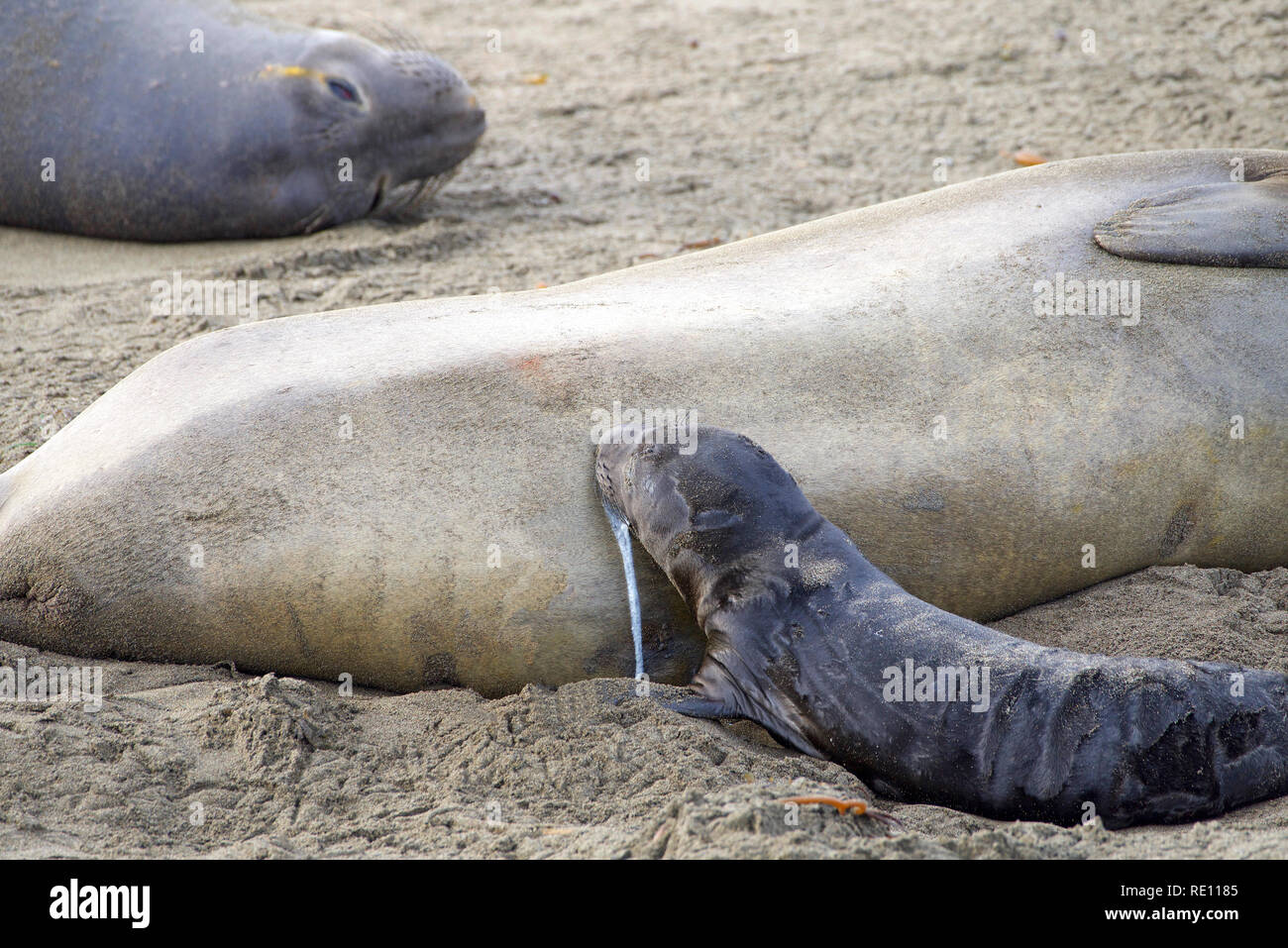 newborn elephant seal pup nursing for the first time, messy, leaking milk. The mothers will fast and nurse up to 28 days, providing their pups with ri Stock Photo