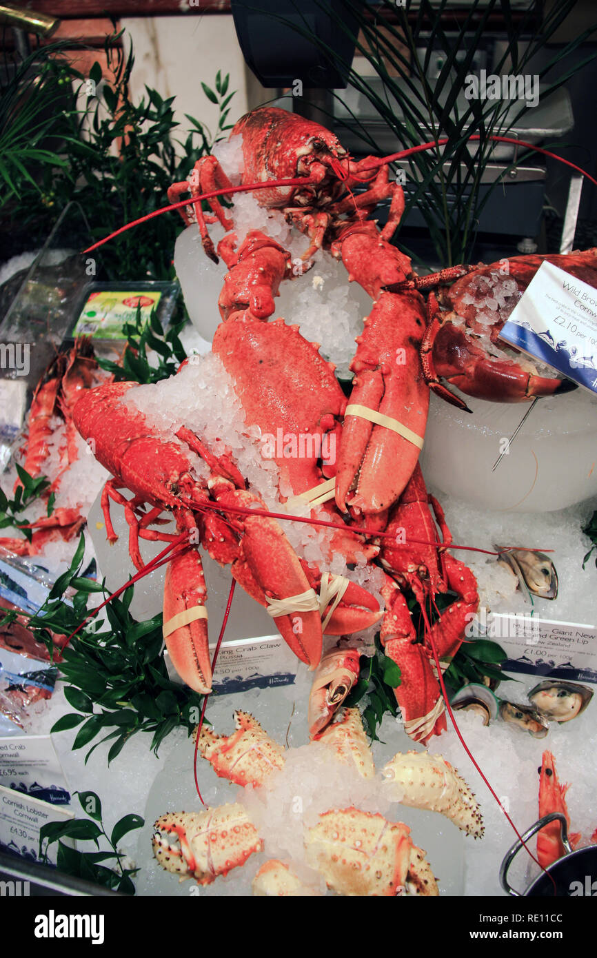 Red lobsters with constrained claws at a seafood store in London