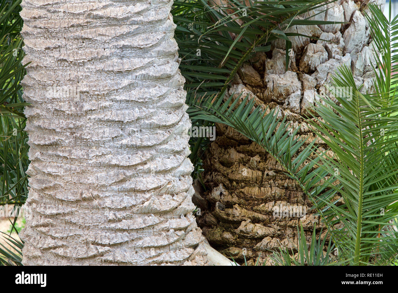 Close up on the trunks of two queen palm trees side by side. One trimmed pruned the other ragged with suckers growing from below. Stock Photo