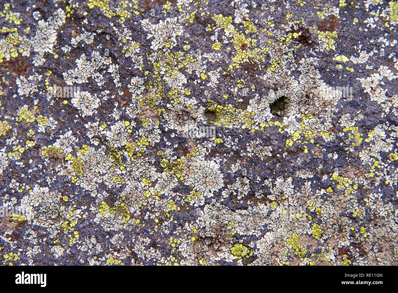 Close up on concrete structure covered in white, yellow and green lichen.  Lichens come in many colors, sizes, and forms and can grow on almost any su Stock Photo