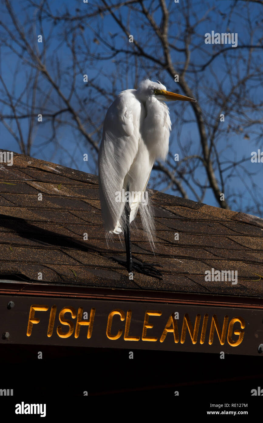 Great White Egret Looking for Work Stock Photo