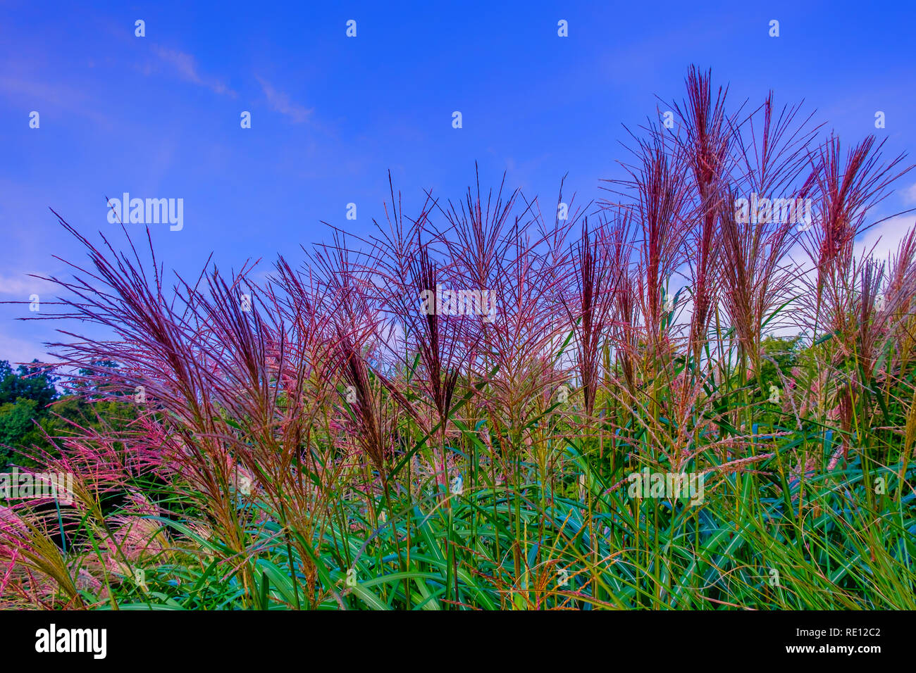 Close up on the Silver Grass (Ferner Osten) purplish flower heads in the late summer, Normandy France Stock Photo