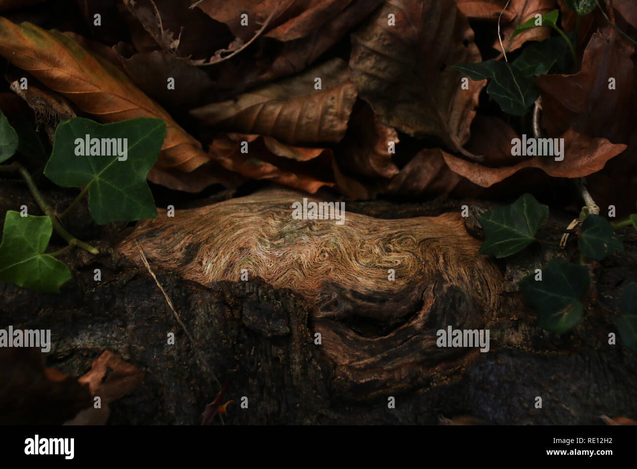 Tree root with unique pattern Stock Photo