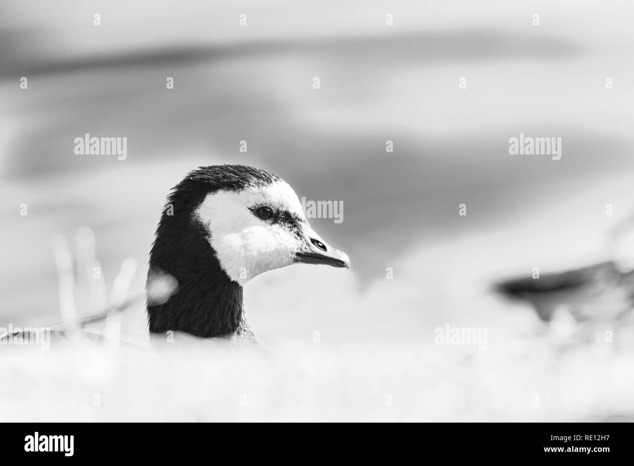 portrait of barnacle goose in summer Stock Photo