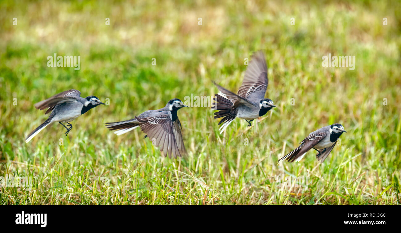 flying white wagtail in meadow in summer Stock Photo
