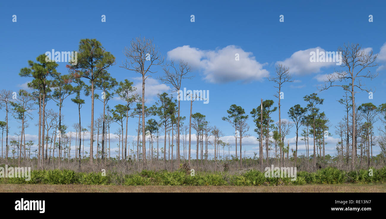 Pine trees at the Mohogany Hammock junction in Everglades National Park near Homestead, Florida Stock Photo