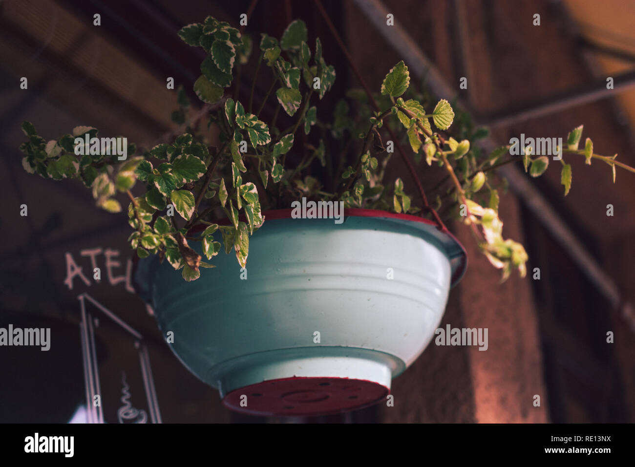 Green plant in a flower pot hanging Stock Photo Alamy