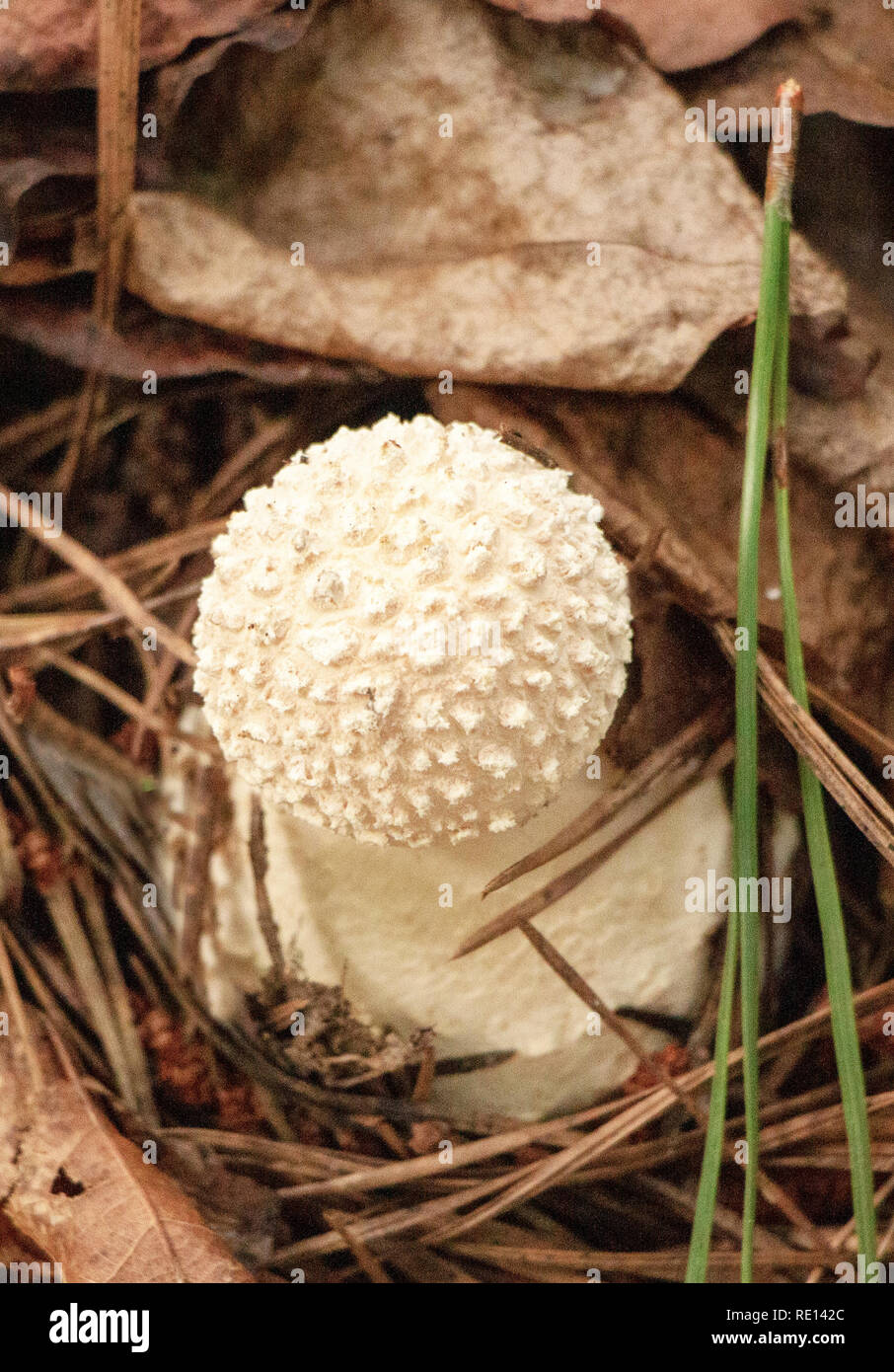Rare mushroom growing in north america.Amanita Echinocephala- hedgehog Stock Photo