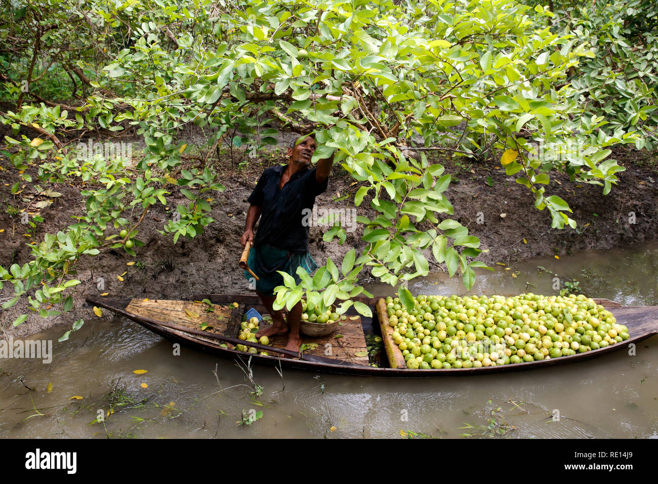 in a guava orchard in a guava orchard