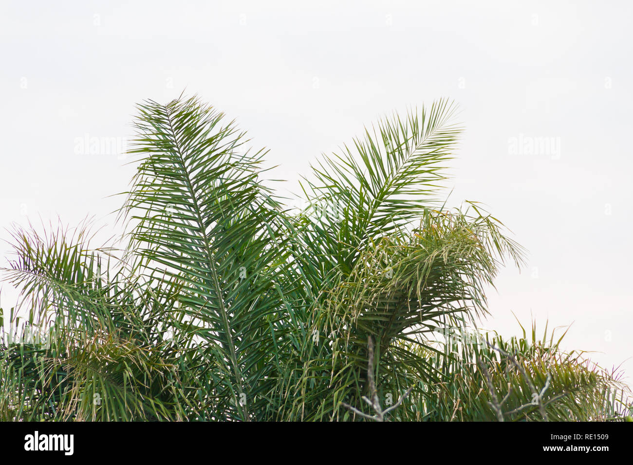 green palm tree cup on the white background Stock Photo