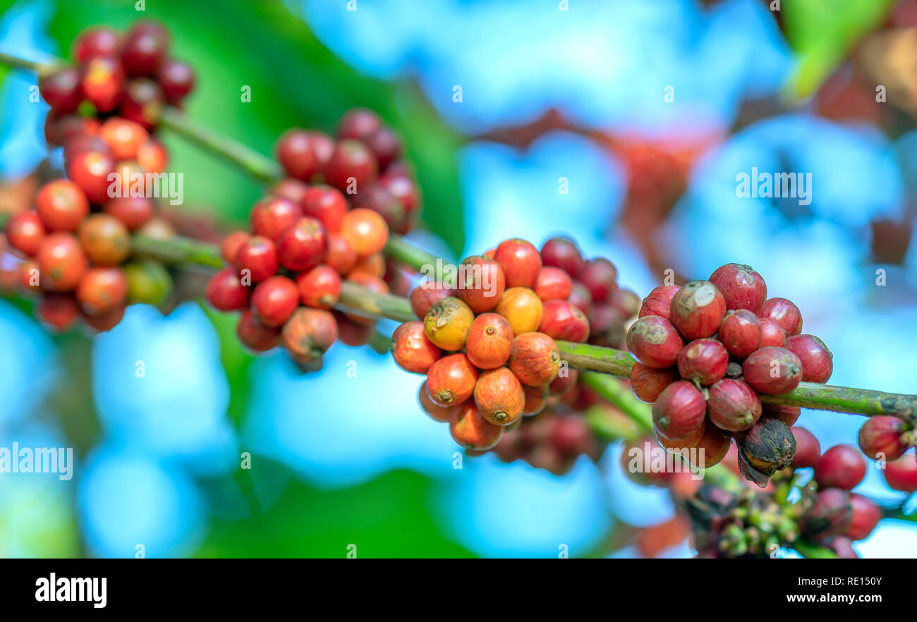 Coffee tree in harvest with lots of ripe seeds on branches. This is a relaxed soul drink if we use just enough Stock Photo
