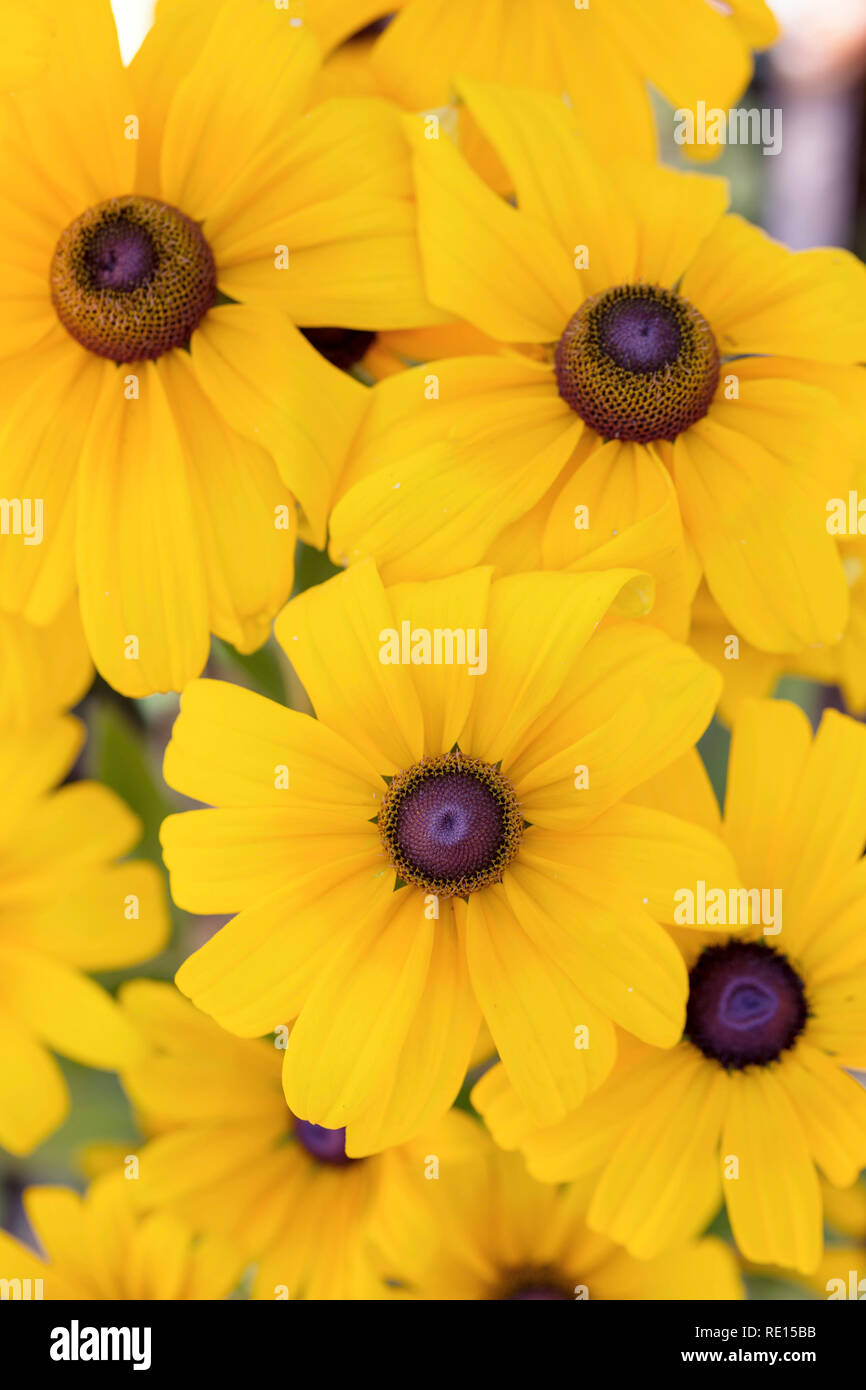 Rudbeckia "Indian Summer" Stock Photo