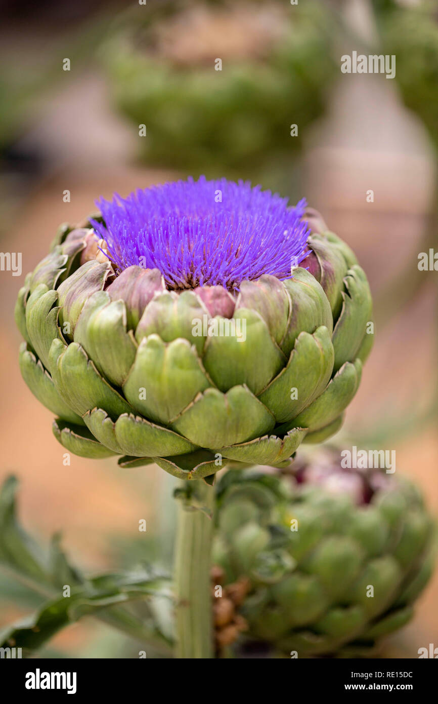Flowering Artichoke "Imperial Star Stock Photo Alamy