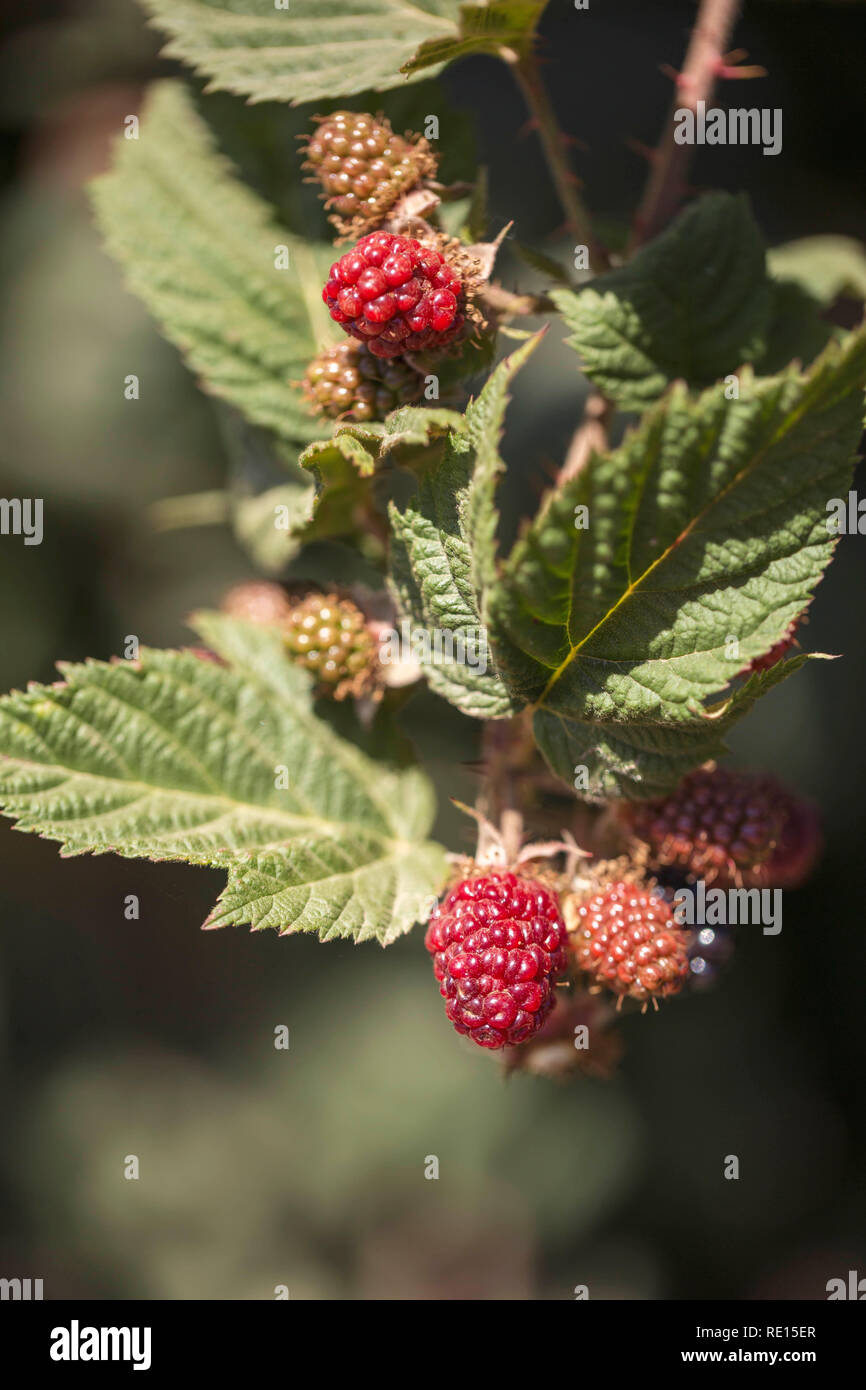 Berries growing plant berry fruit hires stock photography and images