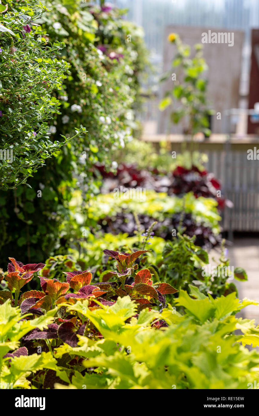 Plants displayed hi-res stock photography and images - Alamy