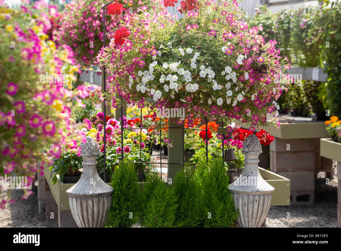 Flower baskets displayed for sale in a summertime garden center Stock Photo