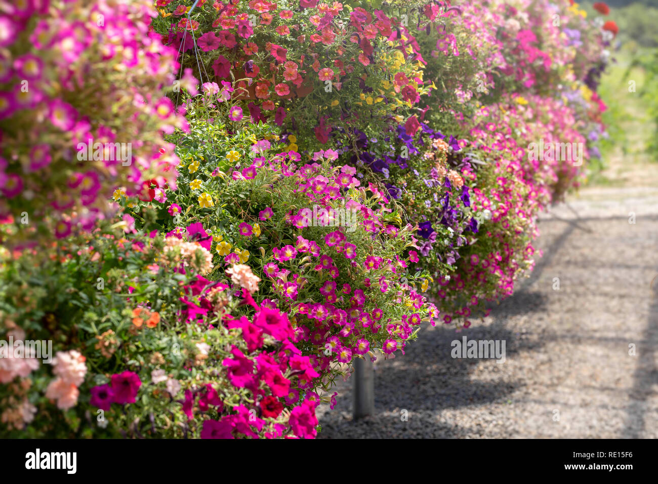 Flower baskets displayed for sale in a summertime garden center Stock Photo