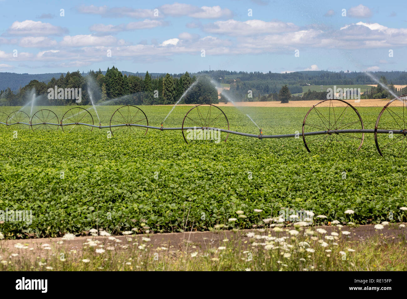 Irrigation system watering a farm field Stock Photo