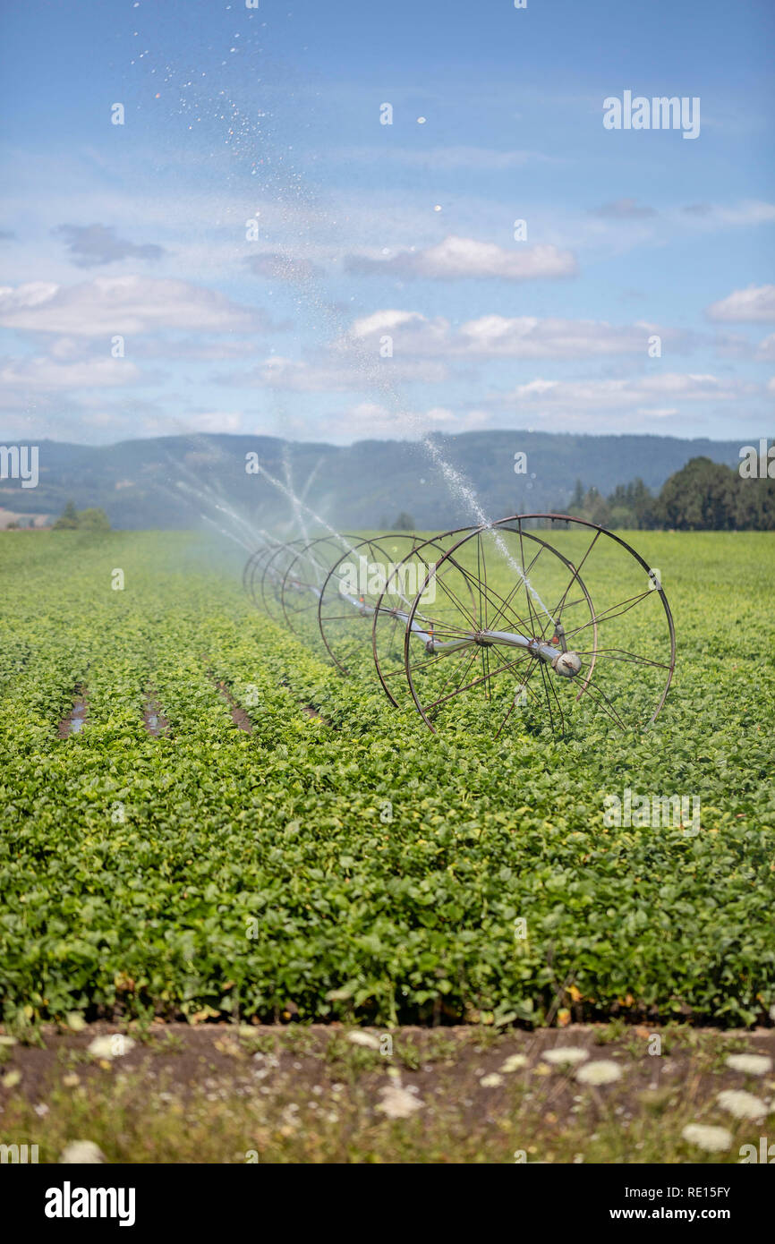 Irrigation system watering a farm field Stock Photo