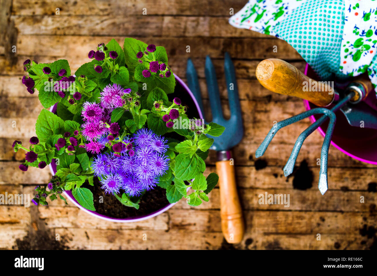 Potted flower and gardening tools top view Stock Photo
