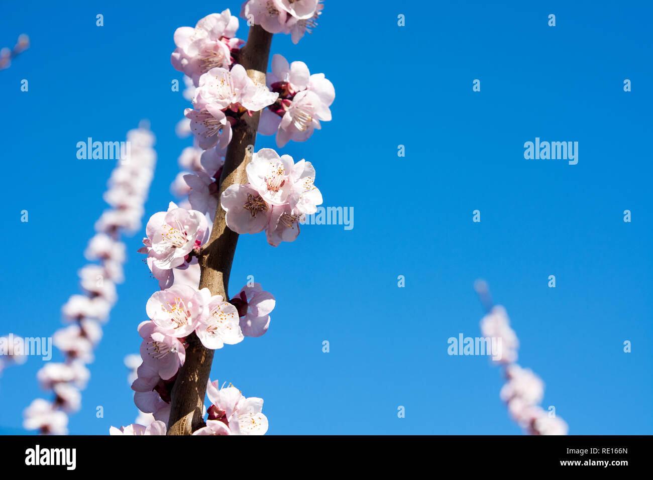 Cherry tree in blossom. Spring time season Stock Photo